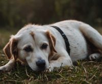 signs of parasites in dogs