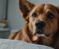 dog ear infection medication