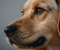 dog ear itch medicine