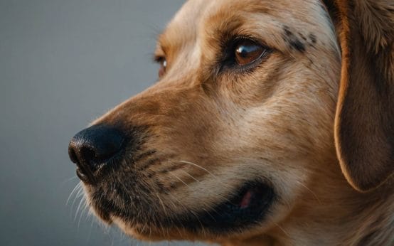 dog ear itch medicine