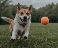 how to teach a dog to play fetch