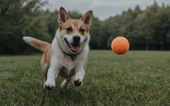 how to teach a dog to play fetch