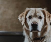 probiotics for dogs' gut health
