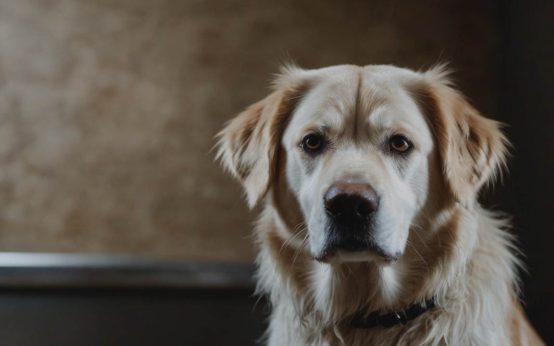 probiotics for dogs' gut health