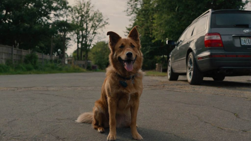 how to get a dog to bark at strangers