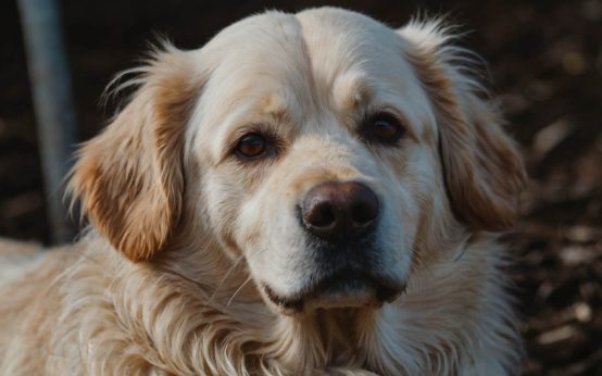 causes of roundworms in dogs