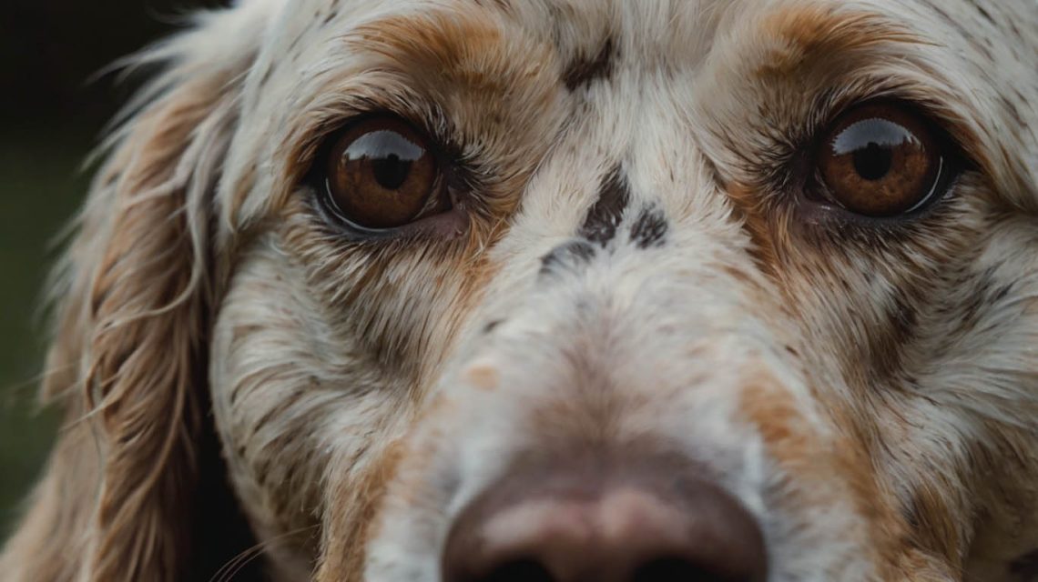 symptoms of hookworms in dogs