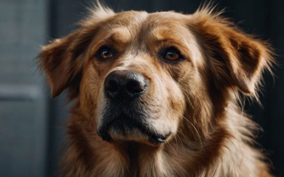 symptoms of middle ear infection in dogs