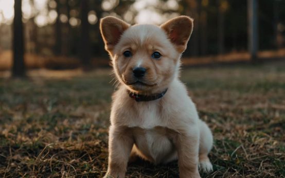 how to stop a puppy from barking when left alone
