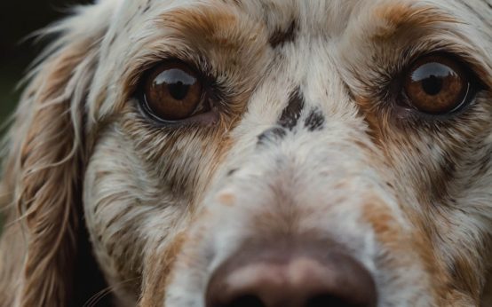 symptoms of hookworms in dogs