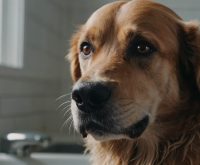 how to treat dehydration in dogs at home