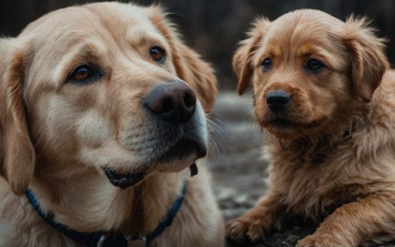 is milk safe for dogs