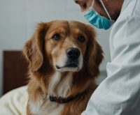 dog inner ear infection treatment