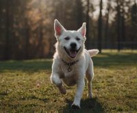 how to teach a dog to fetch