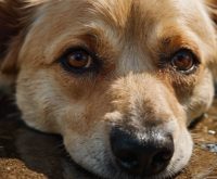 signs of dehydration in dogs