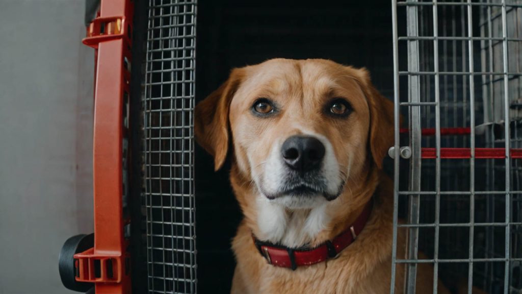 how to crate train a rescue dog with separation anxiety