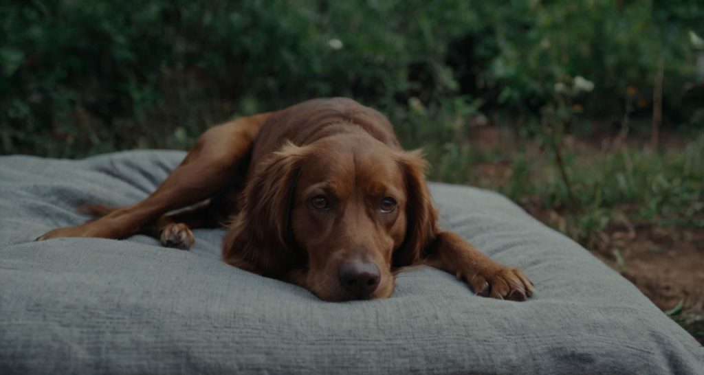 what to feed a sick dog with diarrhea