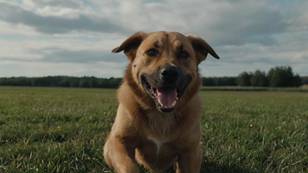 how to teach a dog to shake