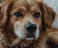 do dogs get colds