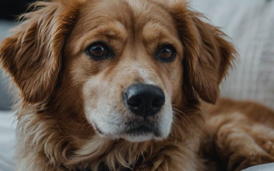 do dogs get colds