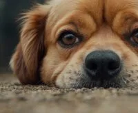 dog upset stomach
