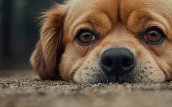 dog upset stomach