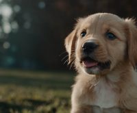 puppy always gets hiccups