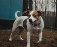 how to teach a dog to shake