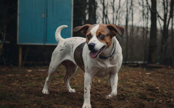how to teach a dog to shake