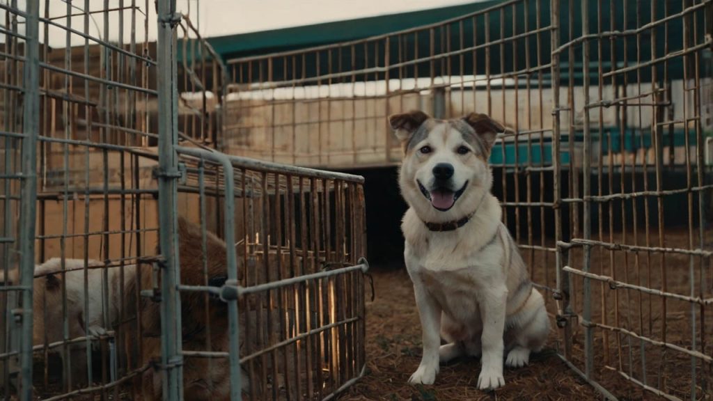 how to kennel train an adult dog