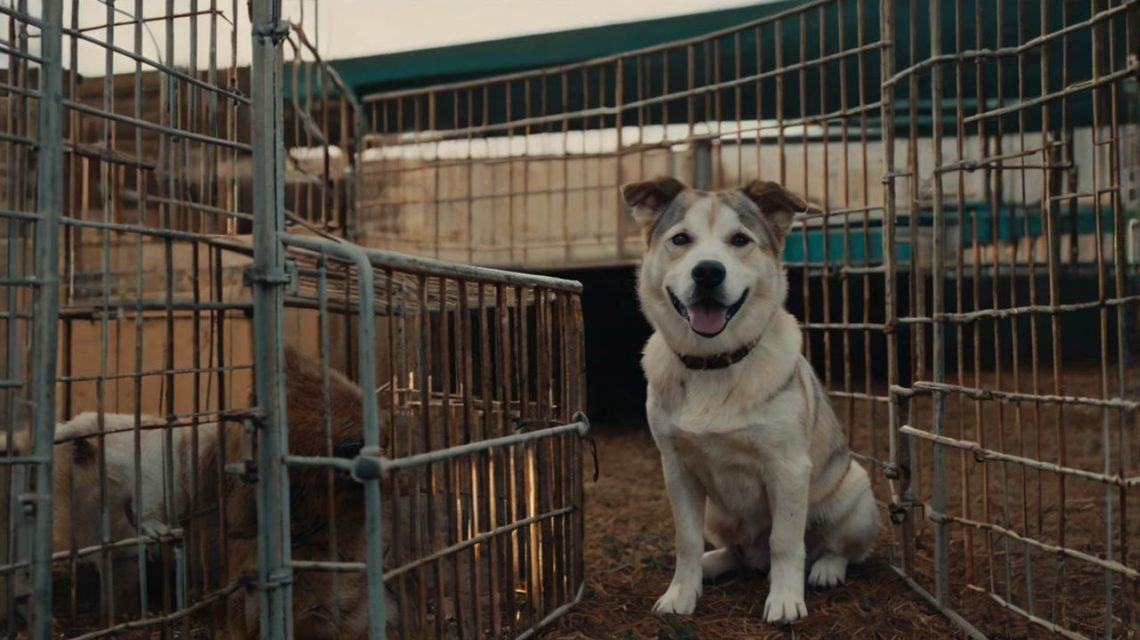 how to kennel train an adult dog