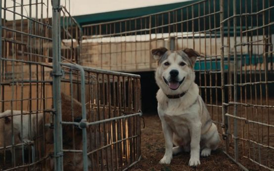 how to kennel train an adult dog