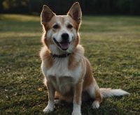 how to teach a dog to stay in the yard