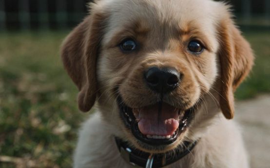 how to teach a puppy not to bite