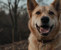 cause of dog hiccups