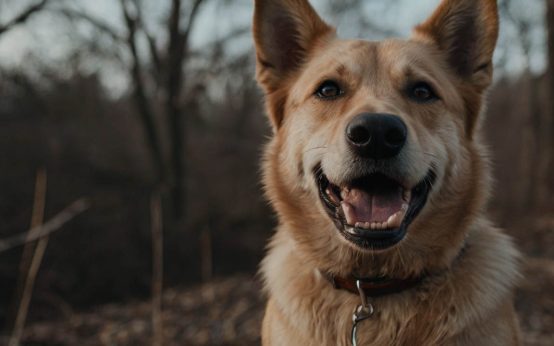 cause of dog hiccups