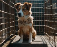how to crate train a rescue dog with separation anxiety