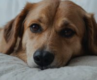 can a dog have a cold