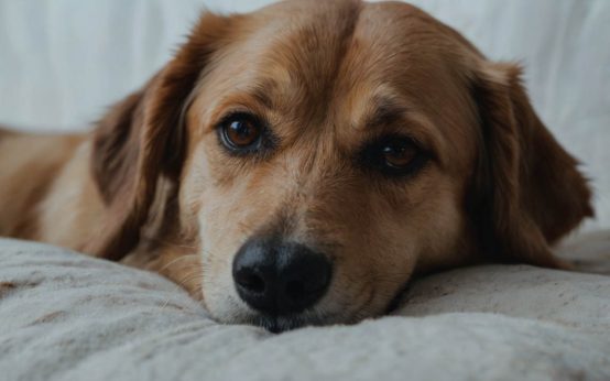 can a dog have a cold