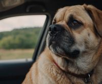 what can you give a dog for car sickness