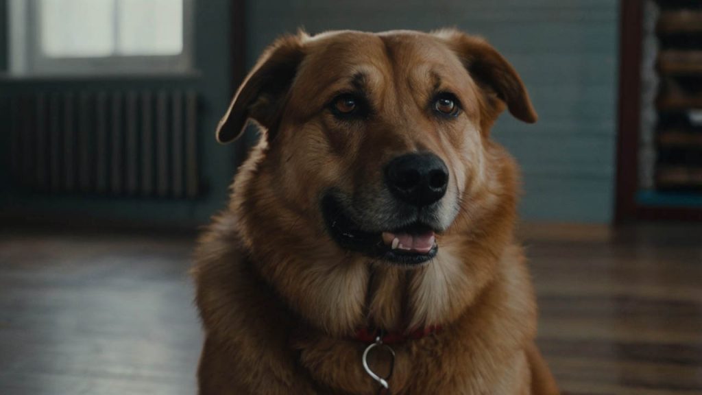dog not eating but acting normal