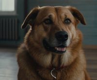 dog not eating but acting normal