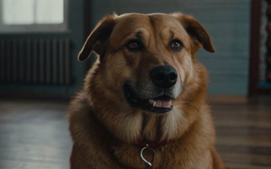 dog not eating but acting normal