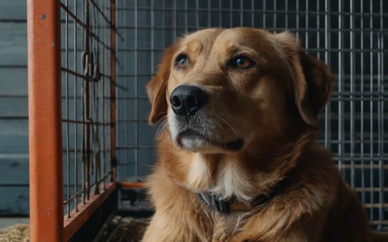 how to crate train an older dog