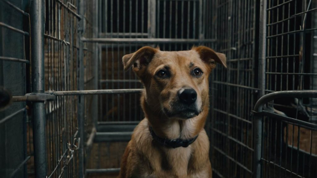 how long can a dog stay in a kennel