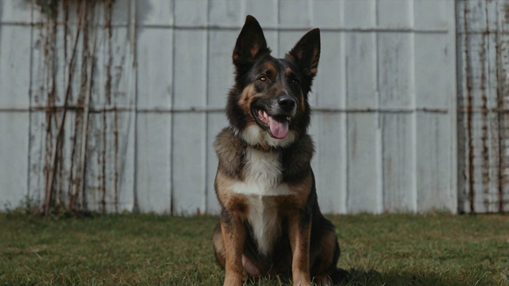 how to teach a dog to sit
