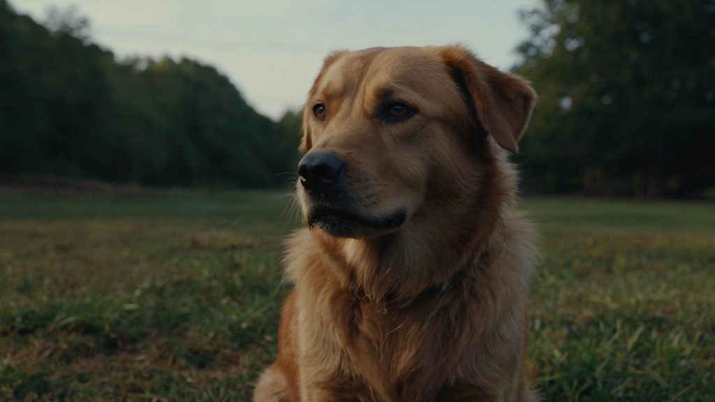 what can you give a dog for nausea