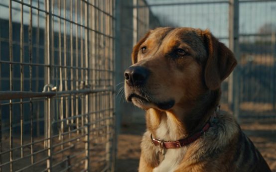 how long can a dog stay in a kennel