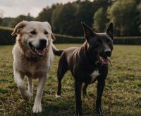 how to stop dog aggression towards other dogs