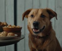 dog hiccups after eating